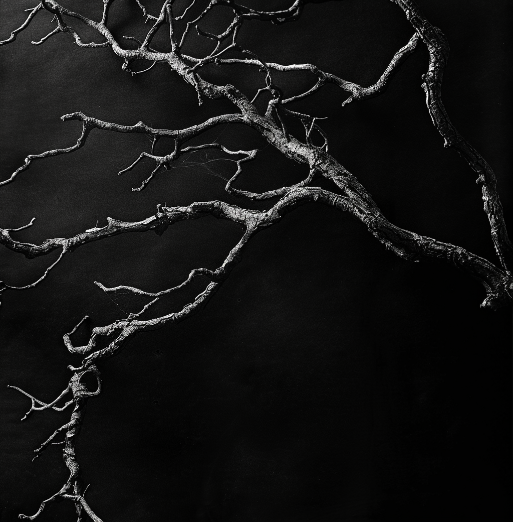 Hanging branches on black background