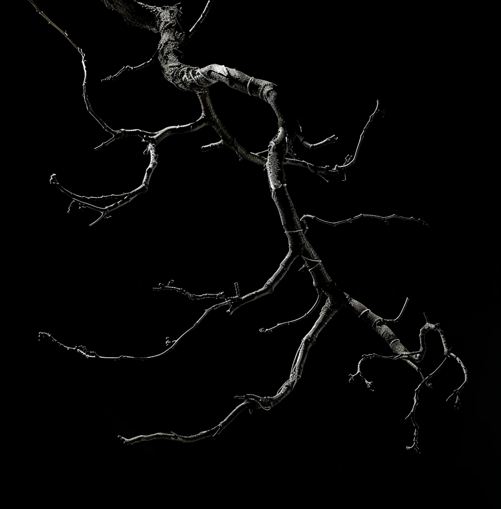 Hanging branches on black background